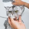 Tips Memandikan Kucing Anggora agar Bersih dan Sehat