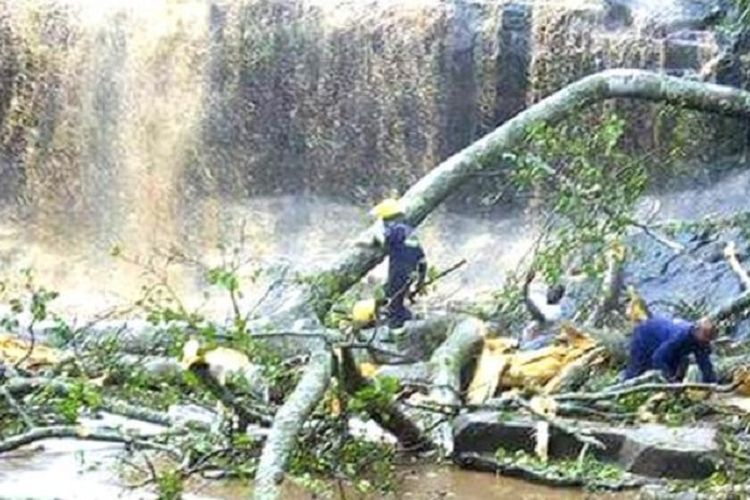 Sebuah pohon besar tumbang menimpa sekelompok besar pelajar yang sedang berenang di air terjun di Ghana, Minggu (19/3/2017), sehingga 20 siswa tewas.