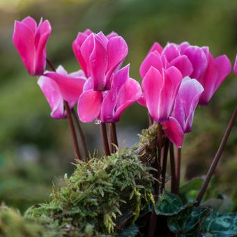 Ilustrasi bunga Cyclamen.