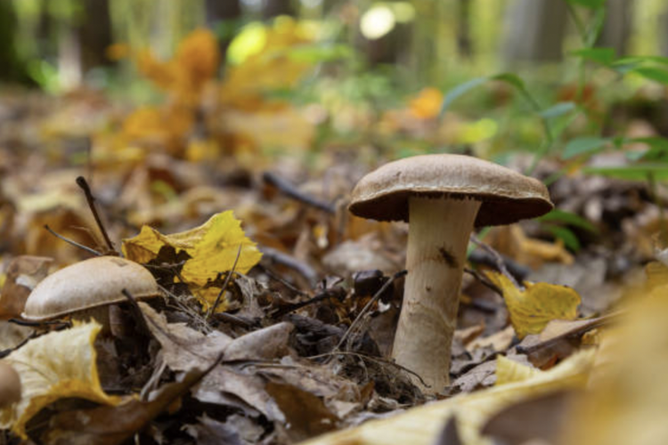ilustrasi webcaps, jamur paling mematikan di dunia