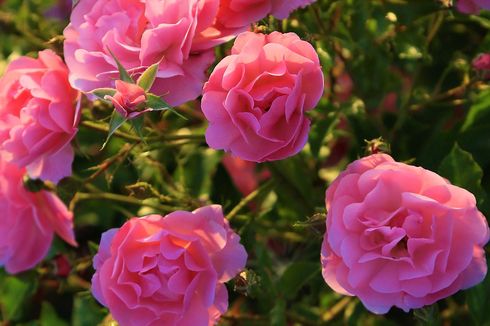 5 Mawar Paling Harum yang Dapat Ditanam di Taman Rumah