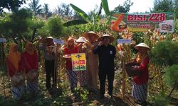 Begini Upaya Kementan Jaga Stabilitas Harga Jagung