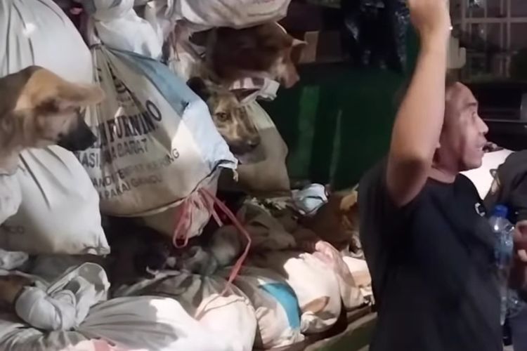 Anjing yang berhasil diselamatkan di Polrestabes Semarang, Jawa Tengah. 