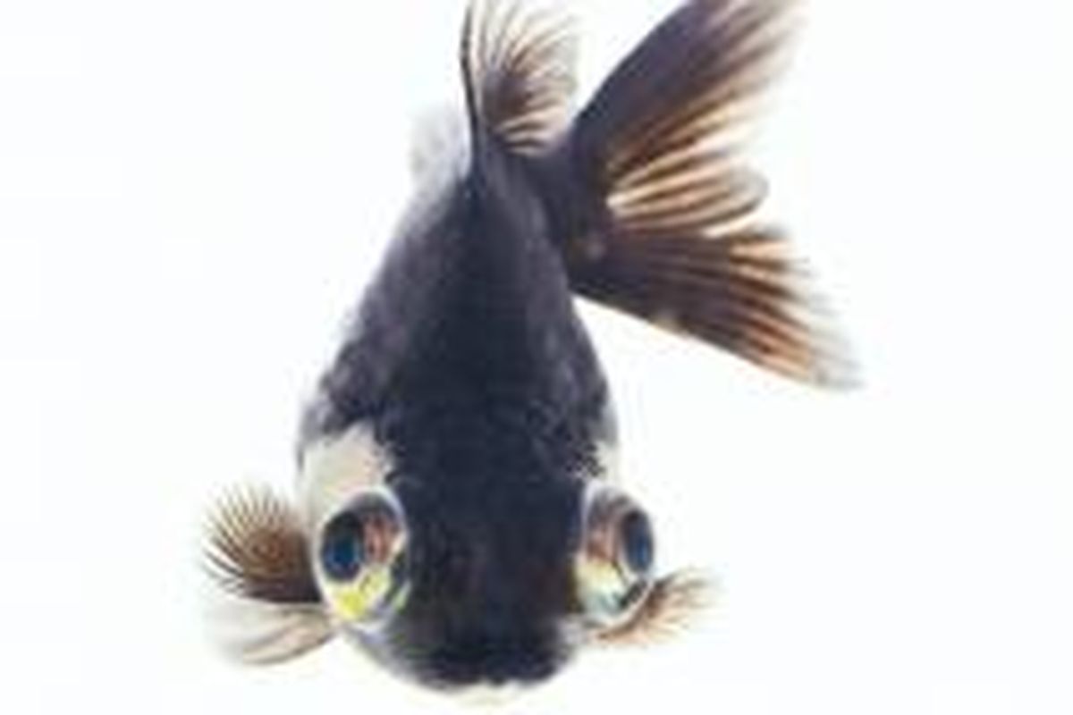 Ikan Koki