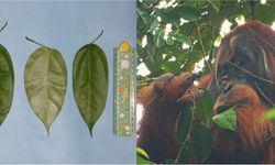 Orangutan Mampu Obati Luka dengan Racikan Herbal Sendiri