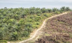 Membongkar Mitos Sawit sebagai Miracle Crop