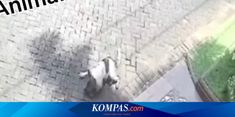Anjing Ditembak dengan Senapan Angin hingga Mati, Aktivis Hewan: Pelaku Bisa Dipidana - Vimarsana News
