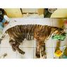 Harimau Resahkan Warga yang Masuk Perangkap BKSDA dalam Kondisi Luka Berbelatung