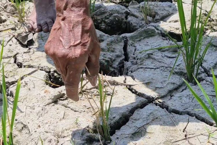 Padi Usia 25 Hari Mulai Menguning, Petani di Natar Terancam Puso