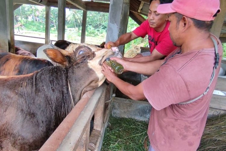 Sejumlah pekerja Kandang Sapi Penggemukan milik Diding Wahyudi, memberikan ramuan Cuka Lebu kepada sejumlah sapi, di Desa Cipakem, Kecamatan Malaber, Kabupaten Kuningan, Jumat (3/6/2022)