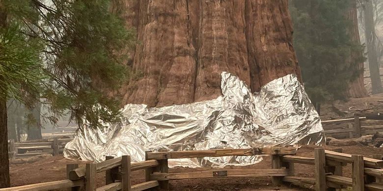 Pohon Jenderal Sherman, yang merupakan pohon terbesar di dunia, ditutupi oleh selimut aluminium untuk mencegahnya dari kebakaran hutan di California, Amerika Serikat (AS).