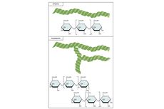 Monomer Amilum atau Pati