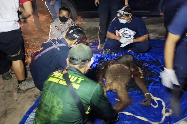 Diduga Terkena Jerat Babi hingga Luka Parah, Induk Orangutan Usia 25 Tahun dan Anaknya Diselamatkan