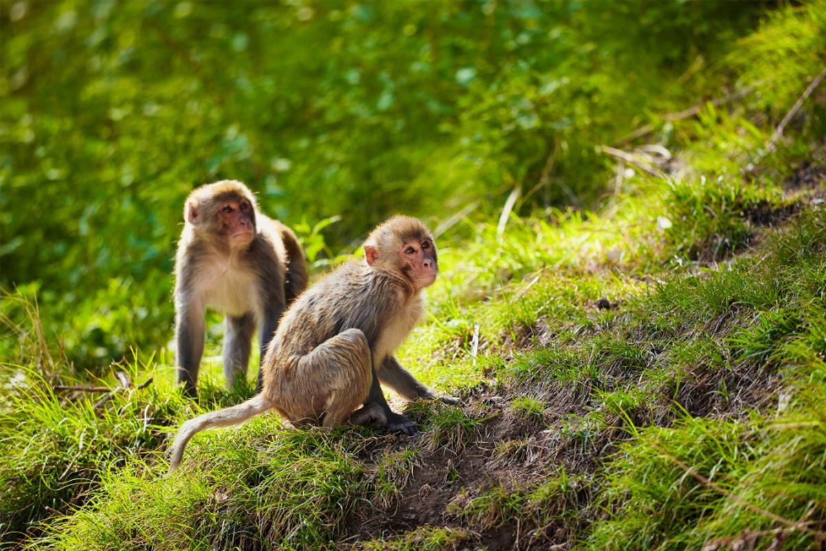 Monyet rhesus di India