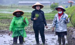 Sambil Menanam Padi, Puan Dengar Aspirasi Para Petani di Sleman