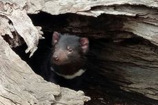 Setelah 3.000 Tahun, Hewan Tasmanian Devil Lahir Kembali di Australia