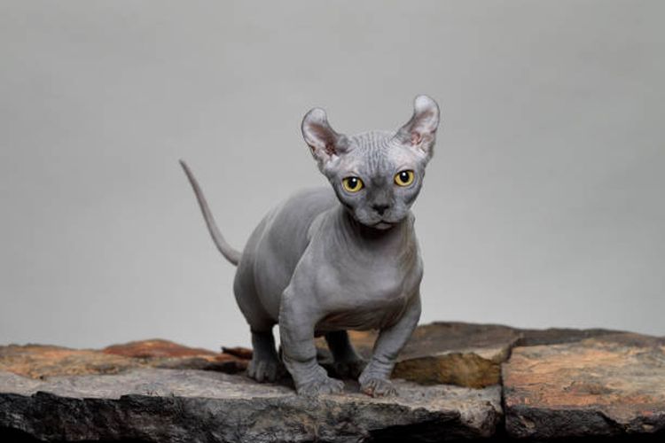 Ilustrasi kucing Dwelf, salah saru ras kucing tanpa bulu.