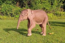 Bayi Gajah Putih Langka Lahir di Myanmar
