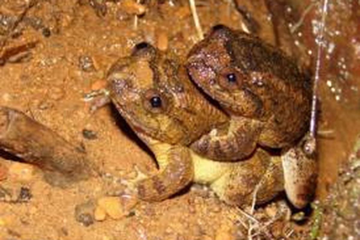 Katak kumbara (Nyctibatrachus kumbara) dalam ritual kawinnya.