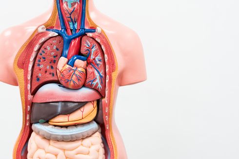 Hukuman Tahanan di Massachusetts Bisa Dikurangi Jika Donasi Organ