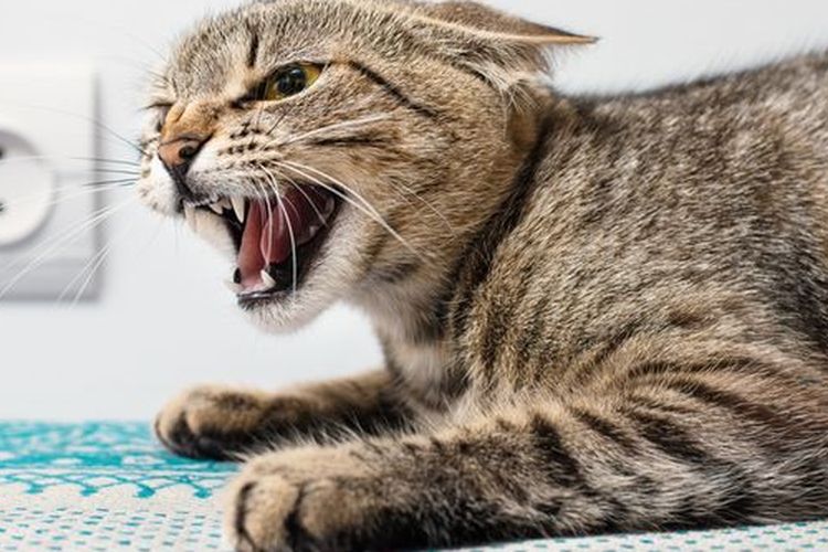 Ilustrasi kucing terkena virus rabies yang ditandai dengan perilaku berubah menjadi sangat agresif.