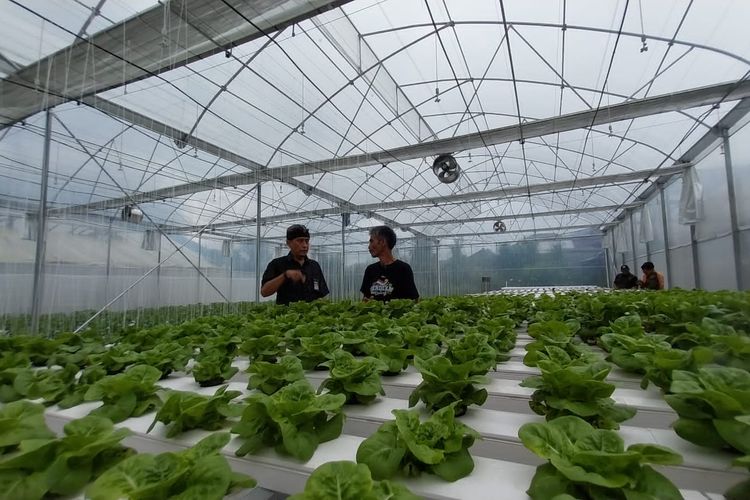 Kebun stroberi di Buleleng, Bali dijadikan agrowisata.