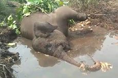Seekor Gajah Bernama 'Dita' Ditemukan Mati di Riau