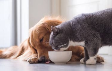 Ilustrasi keakraban kucing dan anjing.