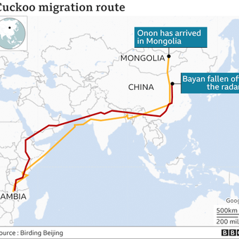 Peta perjalanan Onon, burung cuckoo yang pecahkan penerbangan paling jauh. Burung ini terbang sejauh 12.000 kilometer dan melintasi 6 negara, dari Afrika sampai Mongolia.