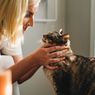 Ketahui Jenis-jenis Vaksin yang Dibutuhkan Oleh Kucing