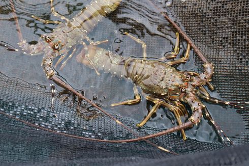 Kementerian KP Gandeng Kejagung Implementasikan Tata Kelola Penangkapan dan Budi Daya Lobster 