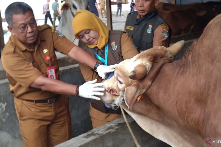 Petugas kesehatan hewan dari DPKP Kabupaten Tangerang memeriksa hewan kurban. 