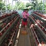 Kasihan Peternak, Harga Telur Ayam di Kandang Cuma Rp 10.500/Kg