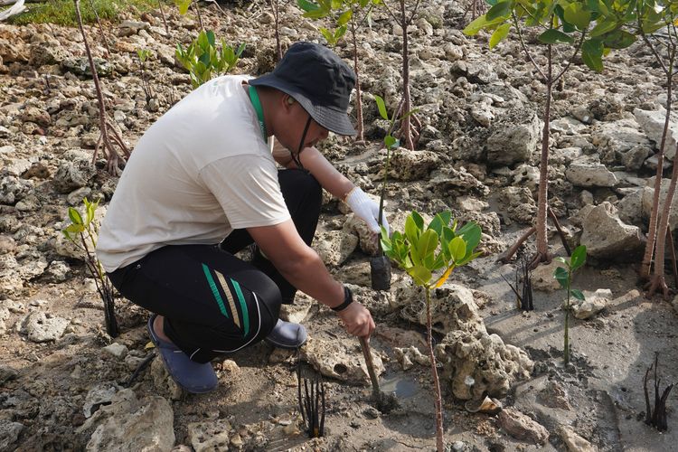 Petrokimia Gresik bersama LSM Agrie Conservation, menanam 10.000 bibit mangrove di PRPM Mengare di Desa Tanjungwidoro, Kecamatan Bungah, Gresik, Jawa Timur, Rabu (10/1/2024).