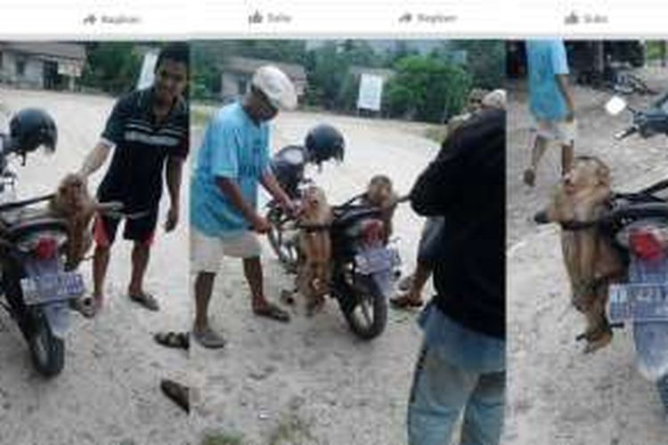 Foto dua ekor beruk yang diunggah di media sosial facebook