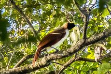 Mengapa Burung Cenderawasih Menjadi Kebanggaan Rakyat Papua dan Dilestarikan?