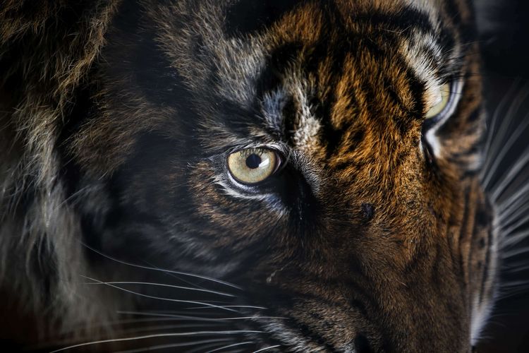 Harimau sumatera (Panthera tigris Sumatrae) 