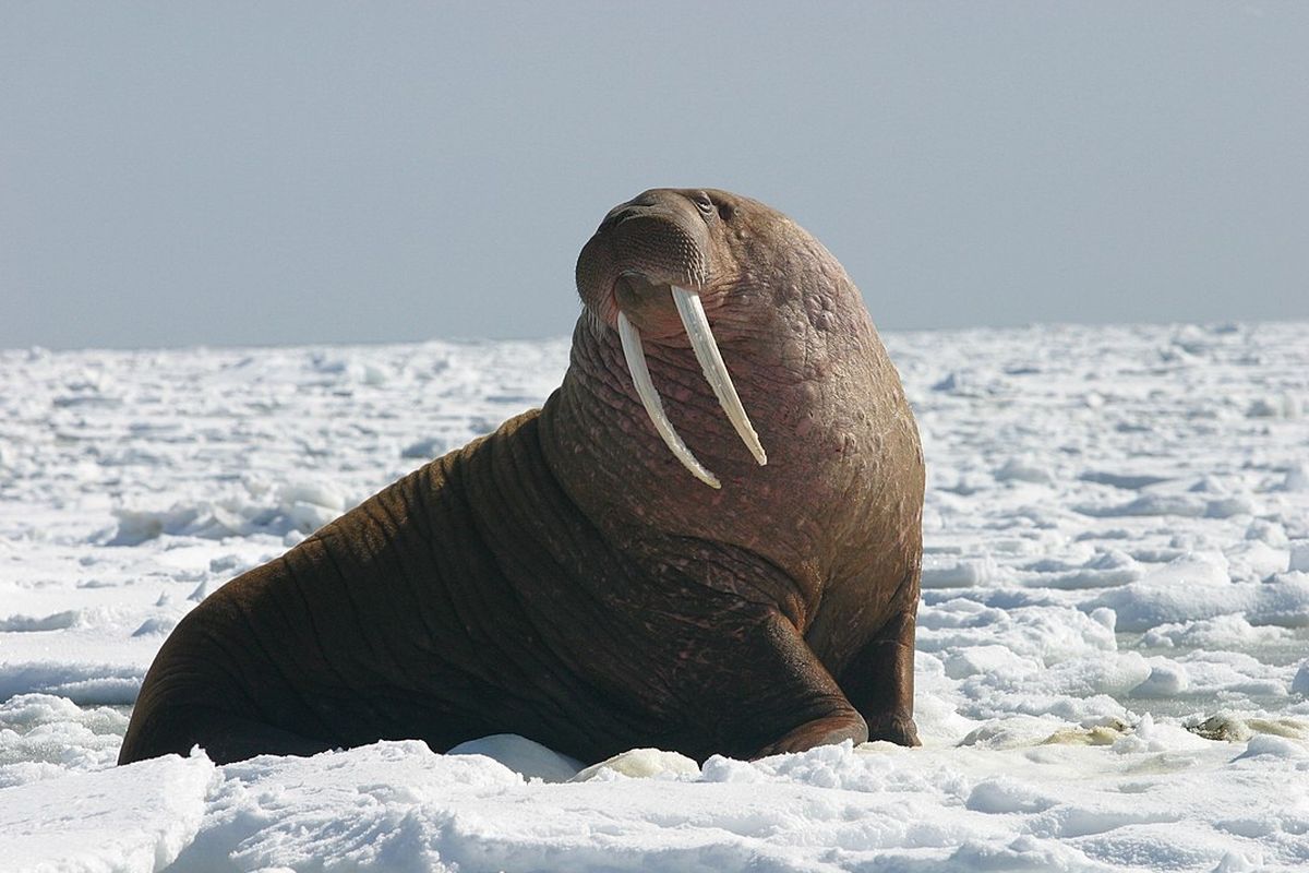 Foto walrus