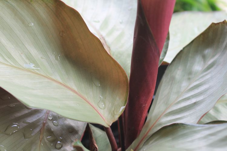 Kaleidoskop 2022 Calathea  Populer Black Lipstick hingga 