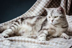 Tanda-tanda Kucing Hamil Selain Perut Membesar