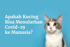 INFOGRAFIK: Benarkah Kucing Bisa Menularkan Covid-19 ke Manusia?