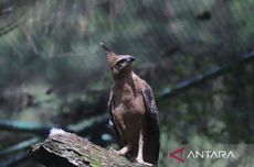 Tingkatkan Populasi, Elang Jawa Dilepasliarkan di Gunung Halimun Salak