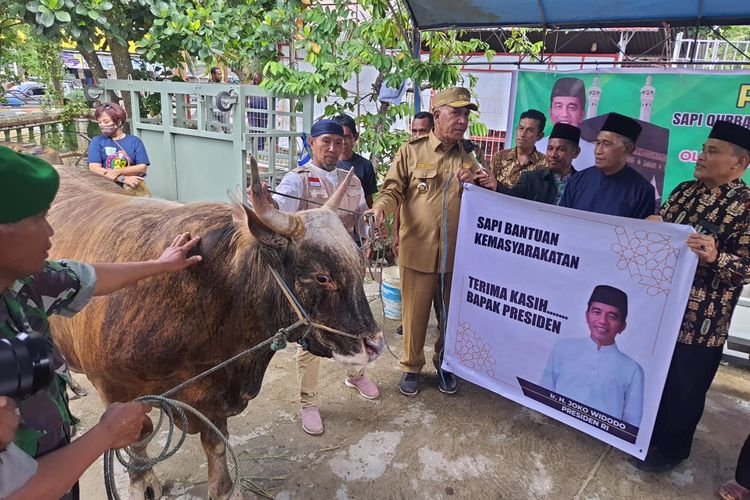 Sapi Kurban Berat 1,4 Ton Bantuan Jokowi di Arahkan PJ Gubernur Papua Barat