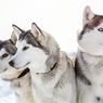 7 Ras Anjing yang Mirip Husky, Bertubuh Besar dan Menggemaskan