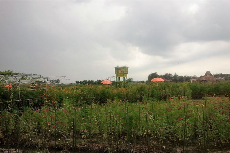 Tampak dari pintu masuk, Taman Wisata dan Edukasi Pertanian Banjarsari Agro Community (BAC) di Desa Banjarsari, Kecamatan Bandar Kedungmulyo, Kabupaten Jombang, Jawa Timur.