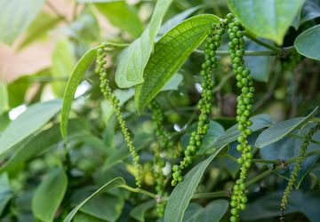 Ekonomi Babel: Lada Sebagai Andalan, Bukan Timah