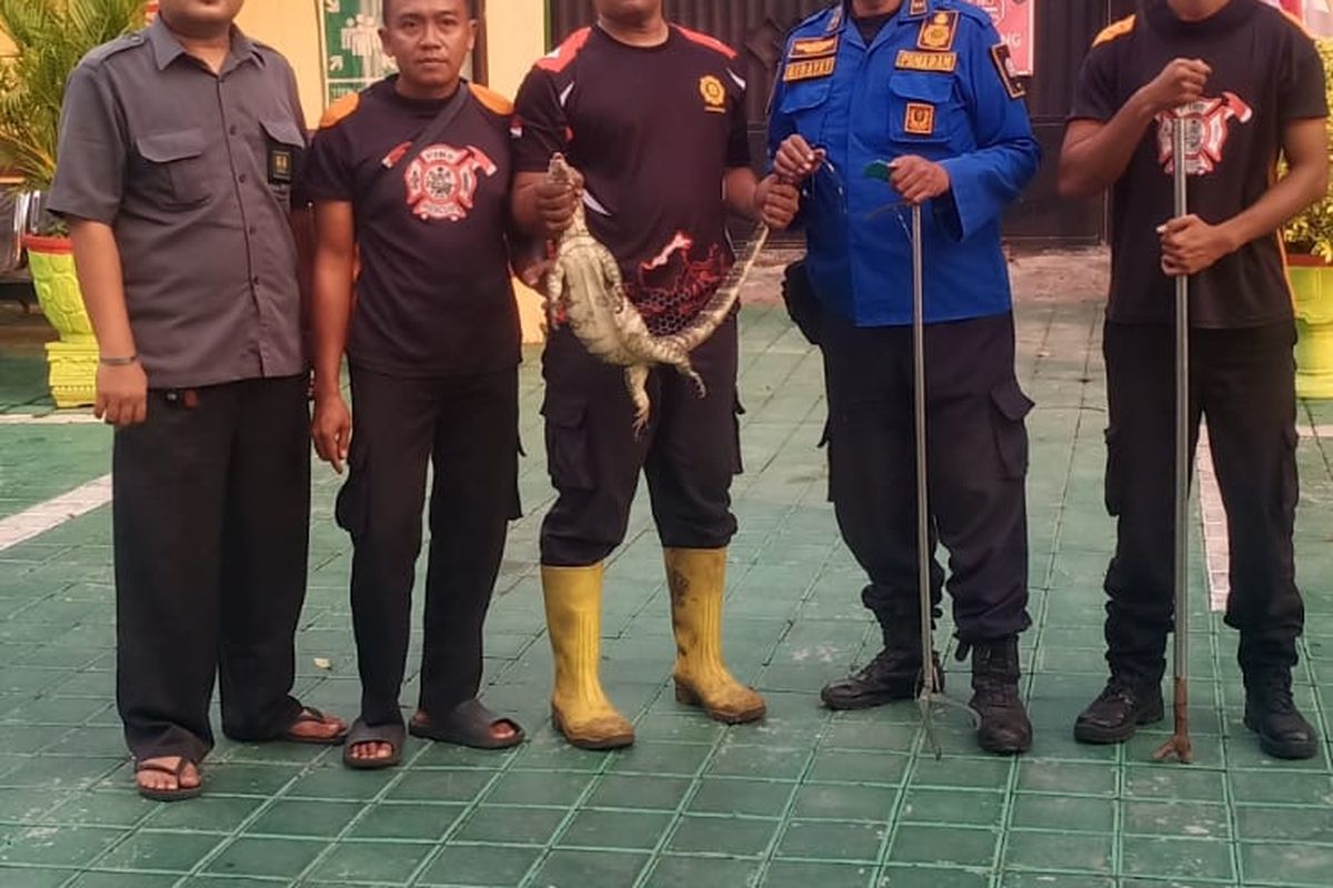 Foto: Pemadam Kebakaran Kabupaten Situbondo Provinsi Jawa Timur melakukan tugas evakuasi seekor biawak air (veranus salvador) di Pengadilan Agama Situbondo pada Selasa (24/6/2025).