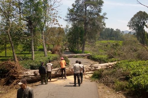 Angin Kencang di Bandung, Ribuan Rumah Rusak, Ratusan Pohon Tumbang