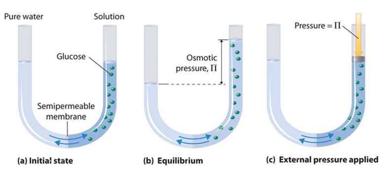 Rus osmirlar porno onlayn