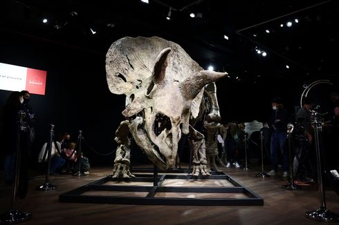 Sisa Fosil Triceratops Terbesar Si Big John Dibeli Kolektor
